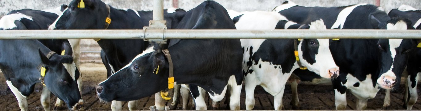 BÈTA industrie helpt bij de ideale oplossing voor mestverwerking